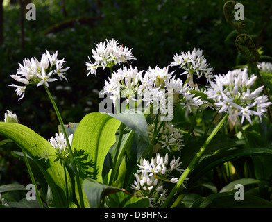 Eine Reihe von wilden Knoblauch blühen in Strid Wood Teil des Yorkshire Dales Weg Long Distance Fußweg Wharfedale Stockfoto