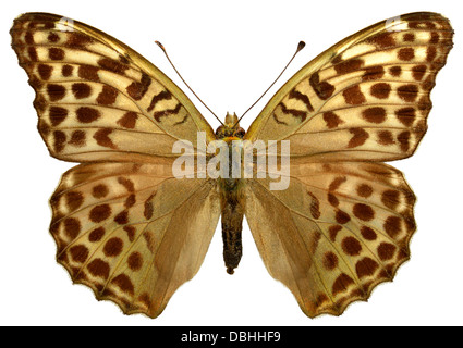 Weibliche Silber gewaschen Fritillary Butterfly (Argynnis Paphia) isoliert auf weißem Hintergrund Stockfoto