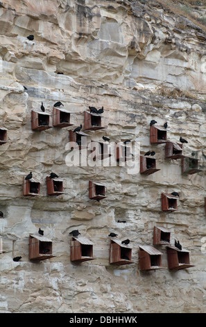 Waldrappen, die Zucht und Erhaltung Zentrum Birecik, Urfa Provinz, Süd-Ost-Türkei Stockfoto