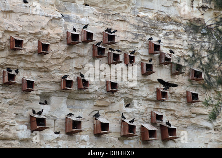 Waldrappen, die Zucht und Erhaltung Zentrum Birecik, Urfa Provinz, Süd-Ost-Türkei Stockfoto