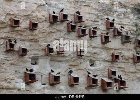 Waldrappen, die Zucht und Erhaltung Zentrum Birecik, Urfa Provinz, Süd-Ost-Türkei Stockfoto