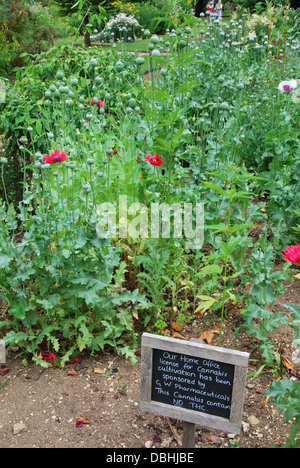 Papaveraceae, Papaver Somniferum in The University of Oxford Botanic Garden in der Nähe von Magdalen College in Oxford UK Stockfoto