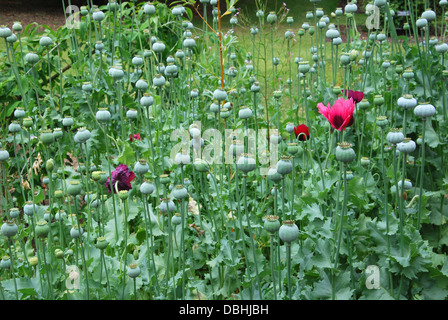 Papaveraceae, Papaver Somniferum in The University of Oxford Botanic Garden in der Nähe von Magdalen College in Oxford UK Stockfoto