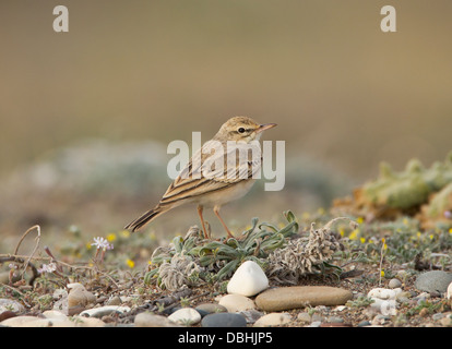 Tawny Pieper Stockfoto