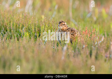 Ein Moorschneehuhn Küken im Yorkshire Moor Stockfoto