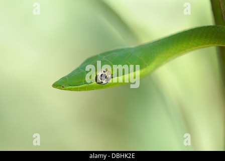 Grüne Ranke Schlange (Oxybelis Fulgidus) im Regenwald von Costa Rica Stockfoto