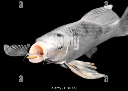 Closeup weiße Karpfen Koi (Cyprinus) Fütterung auf schwarzem Hintergrund Stockfoto