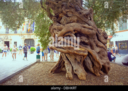 Alter Olivenbaum in Palma De Mallorca Stockfoto