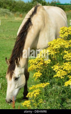 Ein Pferd weidet in einem Feld mit Kreuzkraut Pflanzen im Vordergrund in der Nähe von Market Harborough, Leicestershire, 29. Juli 2013.  Bildnachweis: John Robertson/Alamy Live-Nachrichten Stockfoto