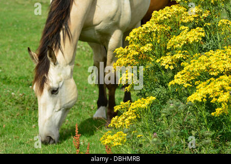 Ein Pferd weidet in einem Feld mit Kreuzkraut Pflanzen im Vordergrund in der Nähe von Market Harborough, Leicestershire, 29. Juli 2013.  Bildnachweis: John Robertson/Alamy Live-Nachrichten Stockfoto