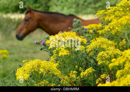 Ein Pferd weidet in einem Feld mit Kreuzkraut Pflanzen im Vordergrund in der Nähe von Market Harborough, Leicestershire, 29. Juli 2013.  Bildnachweis: John Robertson/Alamy Live-Nachrichten Stockfoto