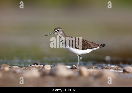 Grüne Flussuferläufer, Tringa Ochropus, einziger Vogel im Wasser, Warwickshire, Juli 2013 Stockfoto