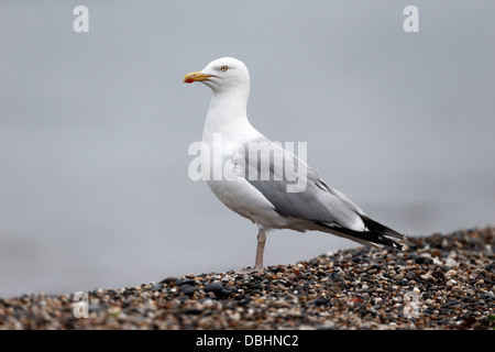 Silbermöwe, Larus Argentatus, einziger Vogel am Strand, Conway, North Wales, Juli 2013 Stockfoto