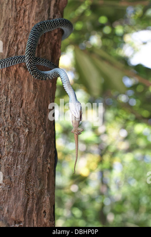 Schlange auf der Jagd nach Geckos. Stockfoto