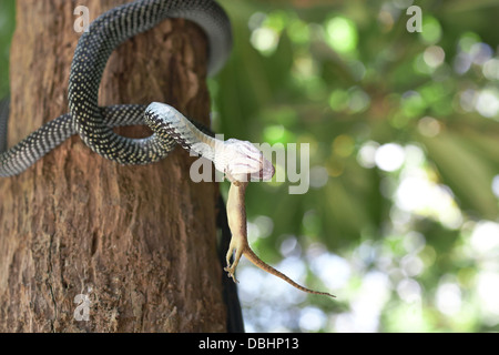 Schlange auf der Jagd nach Geckos. Stockfoto