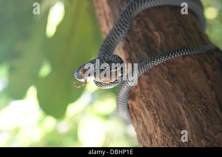 Schlange auf der Jagd nach Geckos. Stockfoto