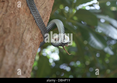 Schlange auf der Jagd nach Geckos. Stockfoto