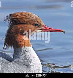 Ein Closeup Portrait des Kopfes ein weiblicher Gänsesäger (Mergus Prototyp) schwimmen an einem See im Nordwesten Englands. Stockfoto