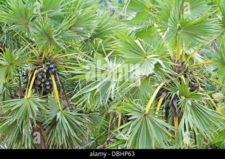 Toddy Palmen Stockfoto