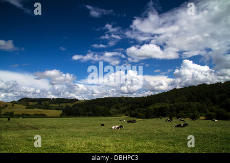 Kühe, die Festlegung in einem grünen Feld in der Peak District National Park mit flauschige weiße Wolken und blauer Himmel über Kopf. Stockfoto