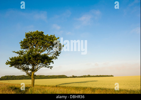 Einsame Eiche am Rande eines Feldes von Getreide. Stockfoto