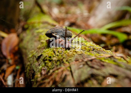 Schnecke wandert entlang moosigen gefallenen Baumstamm im Muir Woods National Monument Teil des Golden Gate International Biosphere Reserve Stockfoto