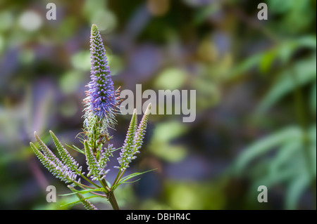 Veronicastrum Virginicum "Faszination" Stockfoto