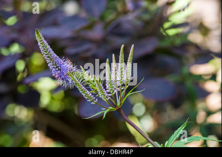 Veronicastrum Virginicum "Faszination" Stockfoto