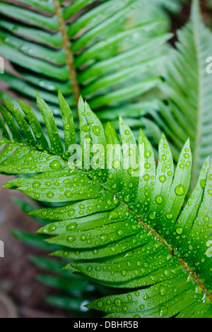 Künstlerische Nahaufnahme von einem hellen grünen Farn Blatt übersät mit Wassertropfen im Muir Woods National Monument in Golden Gate Reserve Stockfoto