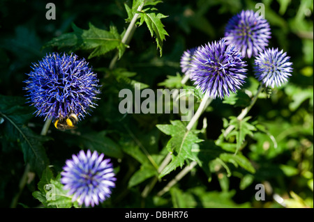 Echinops, Korbblütler, Compositae, Globe Thistle. Stockfoto