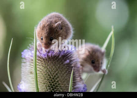 Erntet Mäuse, die in der Nähe bei Sonnenschein auf dem Distelkopf sitzen Stockfoto