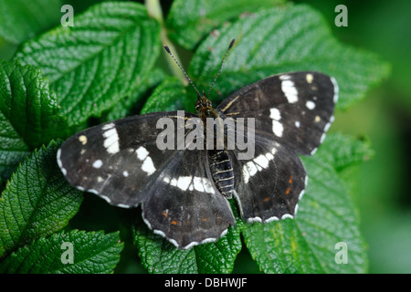 Schmetterling (Araschnia Levana) Karte, Brut auf Blatt der Hundsrose Sommer. Stockfoto