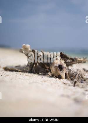 Schildkröte-Skelett auf dem Strand, Kume Insel Okinawa, Japan Stockfoto