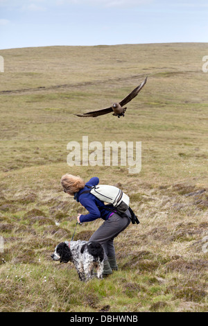 Great Skua; Stercorarius Skua; Angriff; Shetland; UK Stockfoto