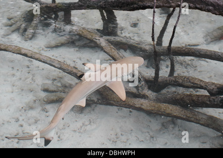 Black-Tip Riffhai in den Mangroven. Stockfoto