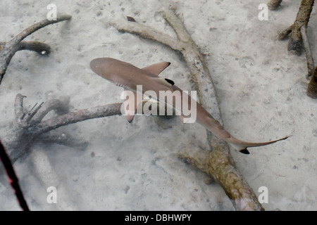 Black-Tip Riffhai in den Mangroven. Stockfoto