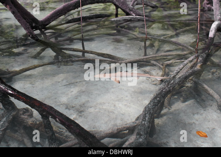 Black-Tip Riffhai in den Mangroven. Stockfoto