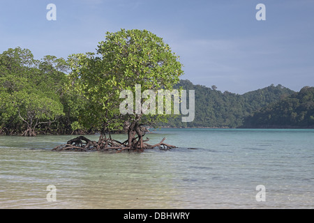 Mangrovenwald auf Ko Surin Island. Thailand. Stockfoto