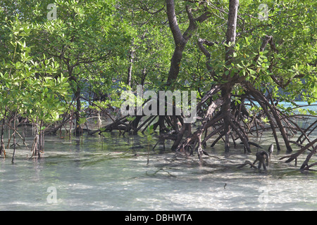 Mangrovenwald auf Ko Surin Island. Thailand. Stockfoto