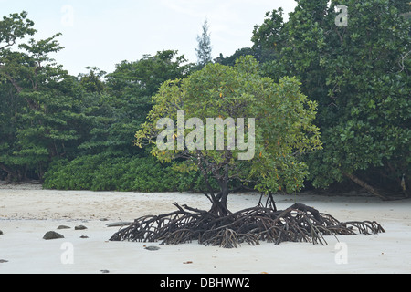 Mangrovenwald auf Ko Surin Island. Thailand. Stockfoto