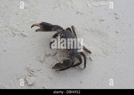 Krabbe auf den Korallensand. Stockfoto