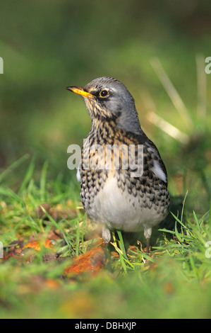 Wacholderdrossel in winter.fieldfare Turdus Pilaris winter Drossel Vogel Vögel drosseln wandernden Natur Tierwelt Porträt Stockfoto