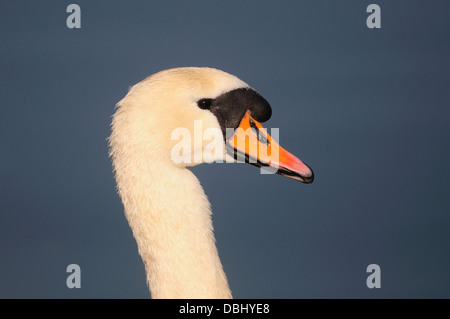 Kopf und Hals von einem Höckerschwan Stockfoto