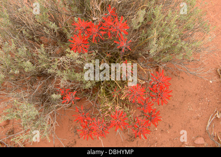 Indian Paintbrush (Castilleja Miniata) wächst in den Canyonlands National Park, Utah Stockfoto