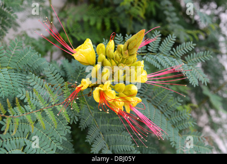 Caesalpinia Gilliesii Yellow Bird Of Paradise Stockfoto