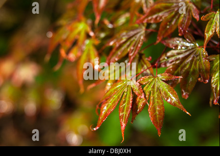 Acer im Regen Stockfoto