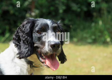 Eine reinrassige schwarze und weiße English Springer Spaniel hund Kopf Portrait an der Kamera in einem Garten keuchend mit Zunge heraus hängen England Großbritannien Großbritannien suchen Stockfoto