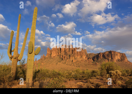 Saguaro-Kaktus bei Sonnenuntergang in Lost Dutchman State Park, Arizona, USA Stockfoto