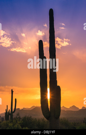 Saguaro-Kaktus bei Sonnenuntergang in Lost Dutchman State Park, Arizona, USA
