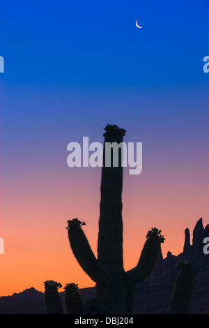 Saguaro-Kaktus bei Sonnenaufgang in Lost Dutchman State Park, Arizona, USA Stockfoto